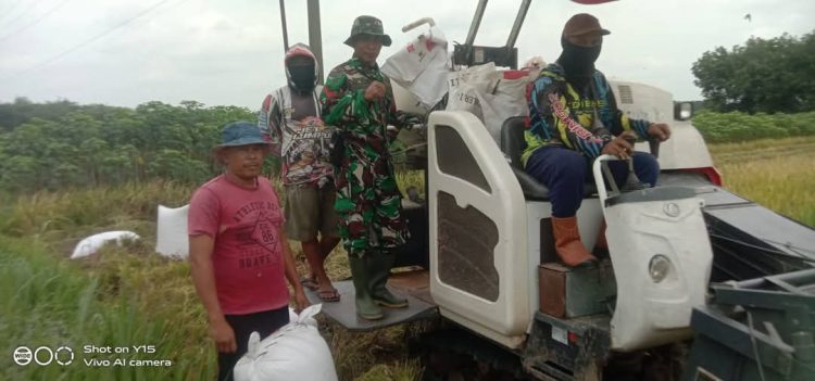 Babinsa Kuat Petani Hebat, Panen Tahap 2.