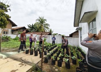 Camat,Kapolsek dan Binluh Pertanian Monitoring Bibit Sayuran Desa Kinciran LU