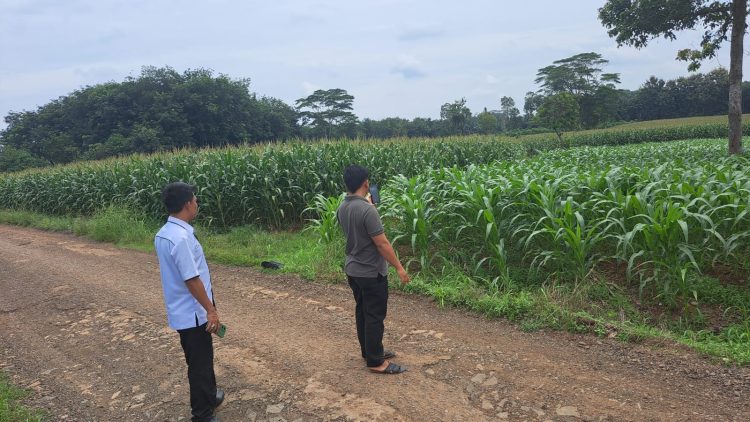 Wujudkan Swasembada Pangan, Desa Gilih Suka Negeri Akan Gelar Panen Raya Jagung