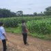 Wujudkan Swasembada Pangan, Desa Gilih Suka Negeri Akan Gelar Panen Raya Jagung