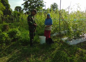 Babinsa Sarolangun Bantu Petani Panen Mentimun