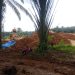 PETI Gunakan Excavator di Desa Merantih Tran B3 Milik Jekson porak-porandakan Alam, Aparat dan Pemdes Dinilai Tutup Mata