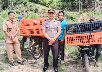 Panen Raya Ketahanan Pangan Desa Rantau Bedaro, Wujud Sinergi Pemerintah Desa dan Forkopimcam