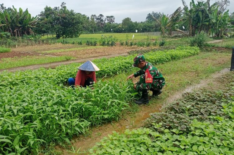 Dukung Ketahanan Pangan Wilayah, Babinsa Koramil 420-04/Sarolangun Bantu Petani Panen Sayur Bayam dan Kangkung