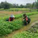 Dukung Ketahanan Pangan Wilayah, Babinsa Koramil 420-04/Sarolangun Bantu Petani Panen Sayur Bayam dan Kangkung