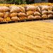 Petani Jagung Merangin Mengeluh, Bulog Diduga Persulit Serapan Hasil Panen Program Ketahanan Pangan