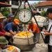 Jagung Ditolak Bulog, Petani Merangin Kini Beralih Jual ke Tengkulak