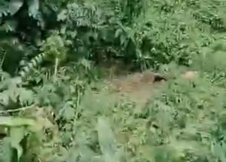 Tukang “Bank Keliling” di Lampung Utara Ditemukan Tak Bernyawa di Perkebunan