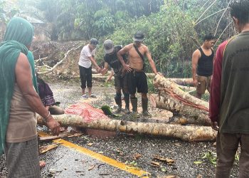 Pohon Tumbang Timpa Pengendara di Jalan Lintas Bangko-Kerinci, Satu Bidan Luka-Luka dan Satu Warga Tewas