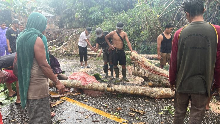 Pohon Tumbang Timpa Pengendara di Jalan Lintas Bangko-Kerinci, Satu Bidan Luka-Luka dan Satu Warga Tewas